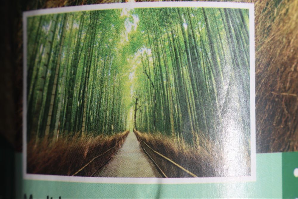 Papel de Parede Bambu