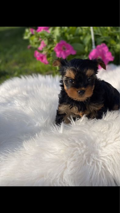 Йорк терєр з паспортом