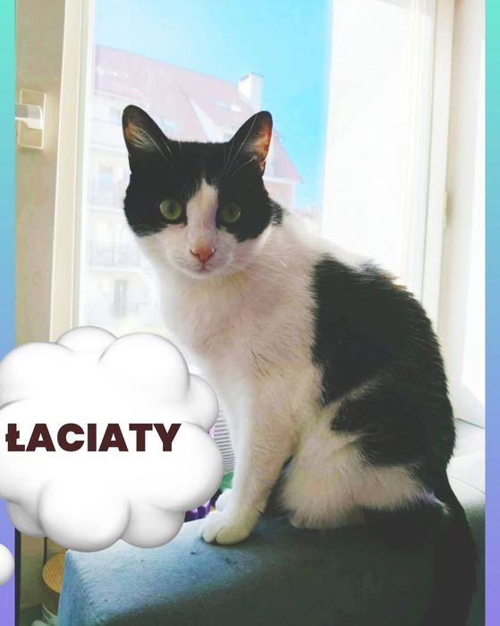 Biały czarny kotek kocurek