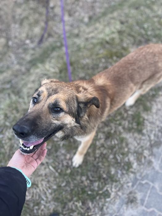 Rudzik do najpilniejszej adopcji!!!