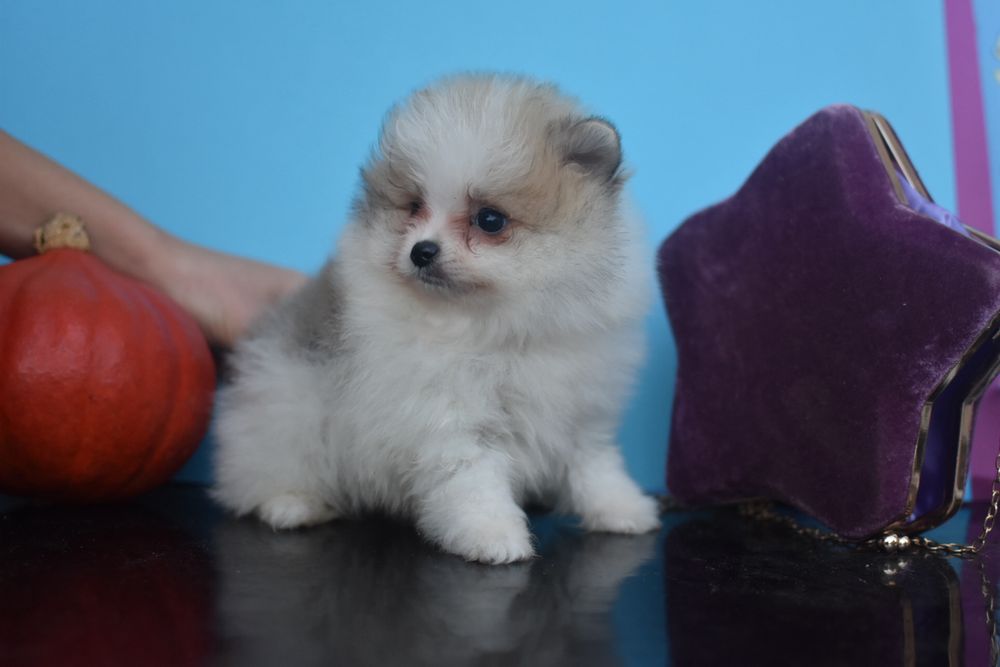 Бубочка хлопчик