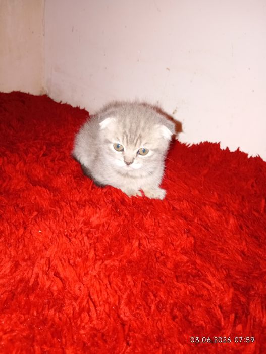 Продам Чудові кошеня