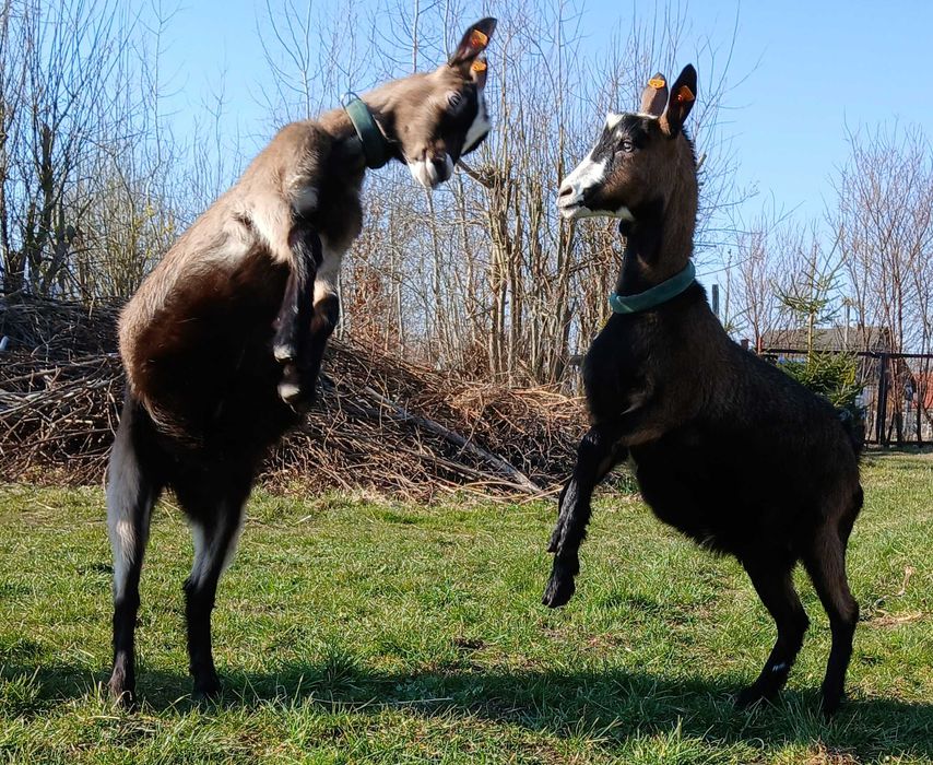 kozy młode sprzedam