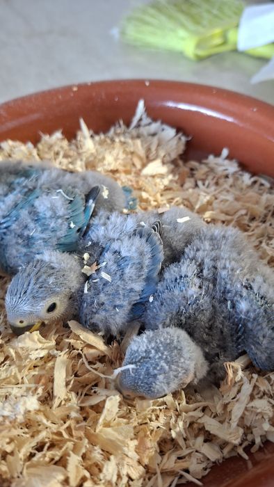 Agapornis roseicollis Bébés