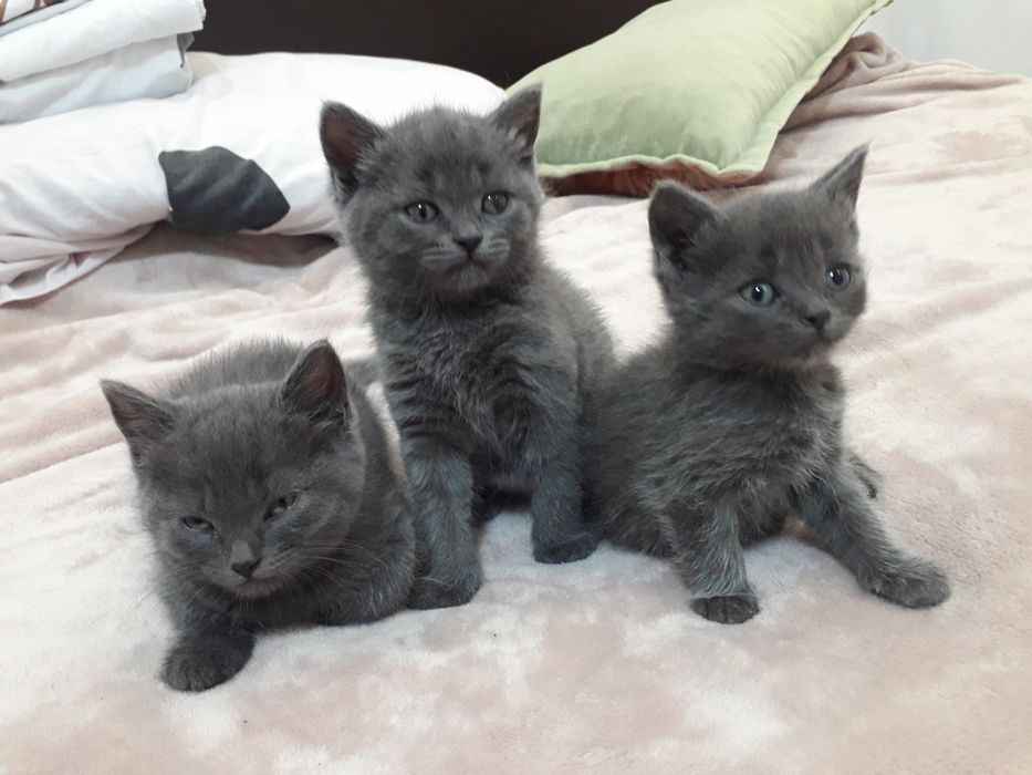 Шотландські кошенята, Scottish fold, Scottish Straight