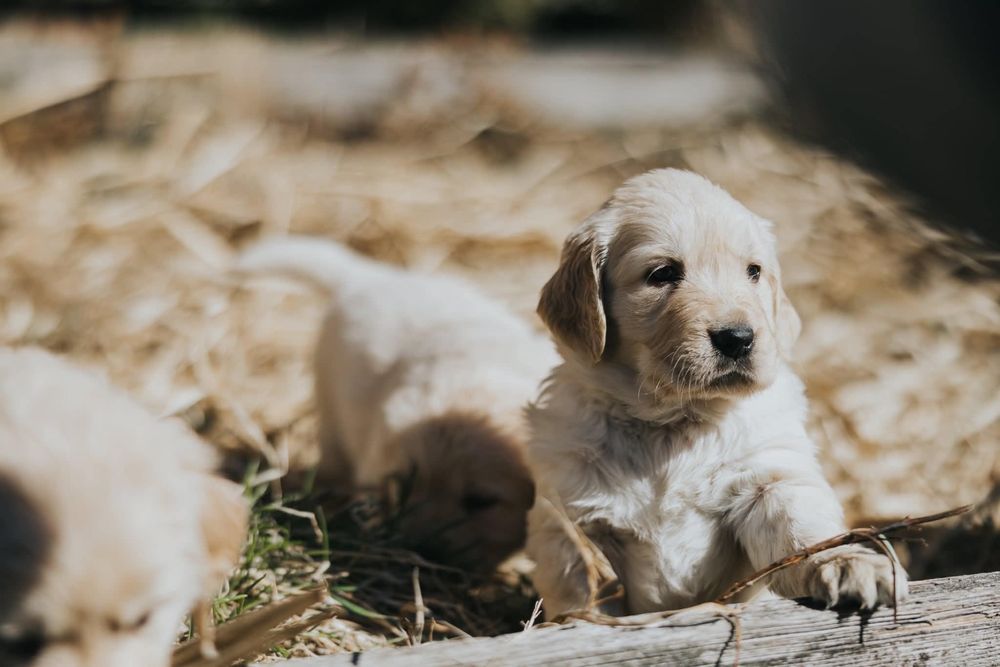 Golden retriever:-)