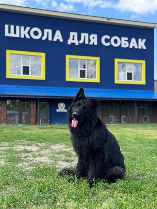 Школа Дресирування навчання Собак Біла Церква з проживанням Кінолог