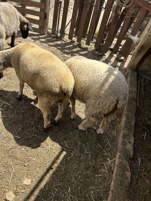 Animais de quinta ouvelhas