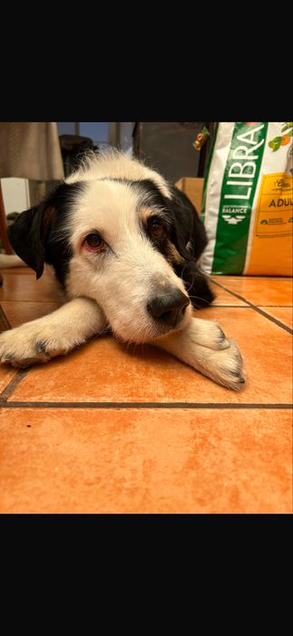 Cão para adoção responsável