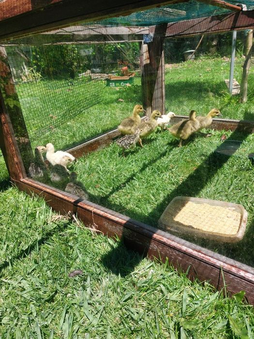 Vendo Gansos e Perus de várias idades