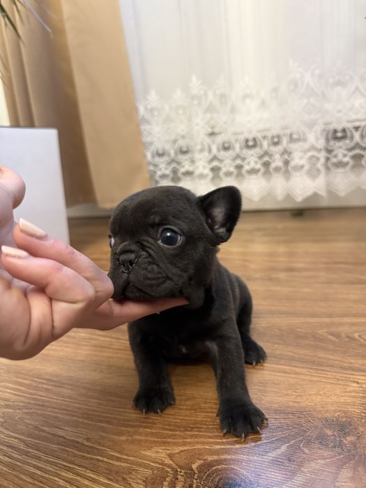 Piesek buldog francuski marengo