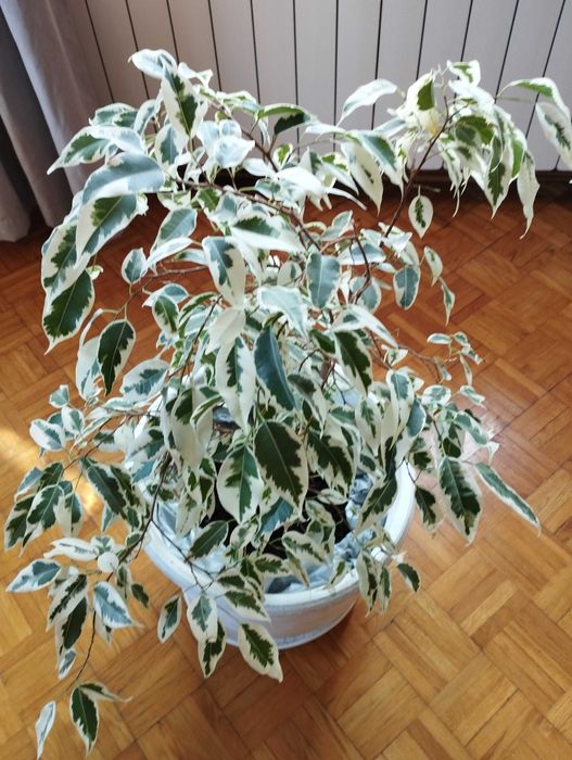 Figowiec Benjamina w doniczce o średnicy 35 cm