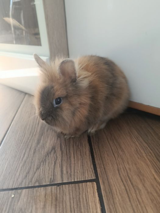 Królik miniaturka