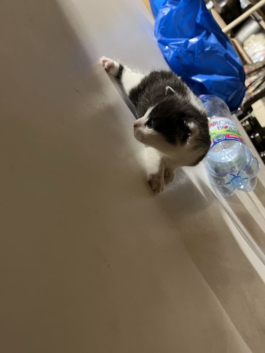віддам котиків в добрі руки