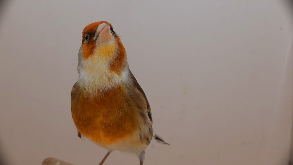 Bastard wysylam na pelnym śpiewie