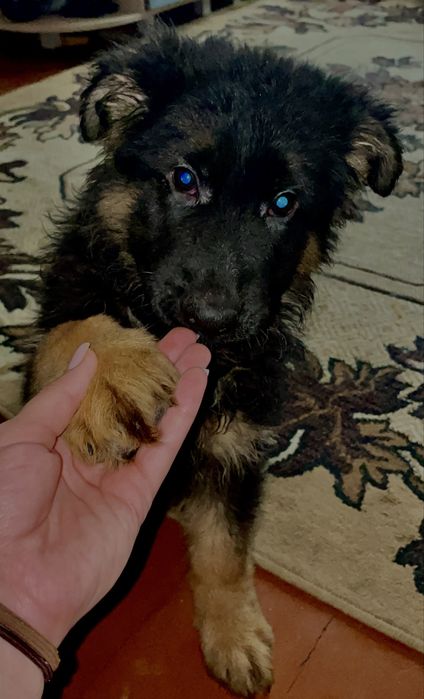 Цуценя Вівчарки Чистокровні