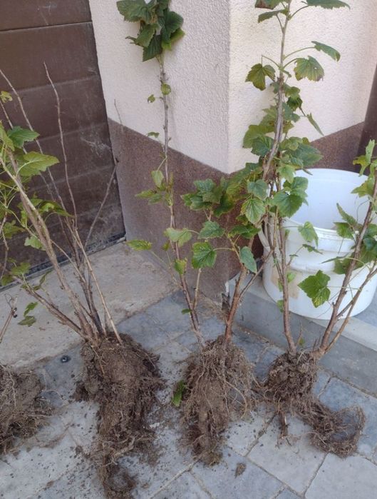 Porzeczka czarna sadzonki owocujące