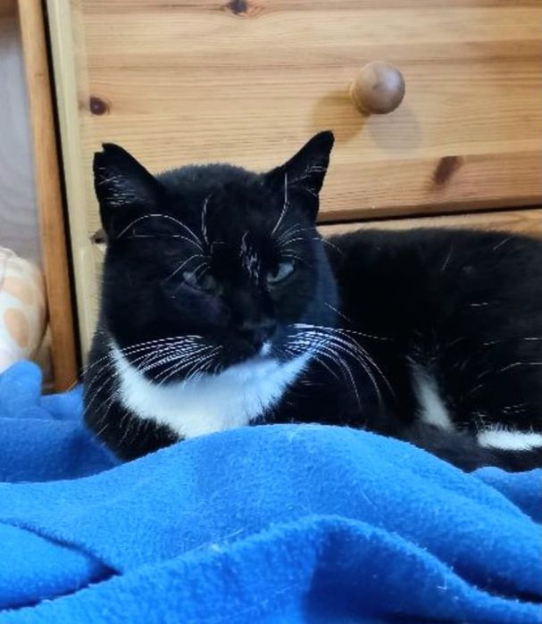 Kotka Kropka szuka swojego domku na zawsze