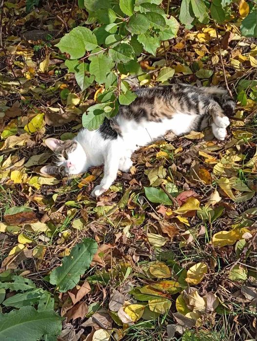 Ищет семью мальчик