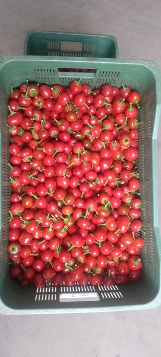 Papryka ceresniowa ostra 1kg