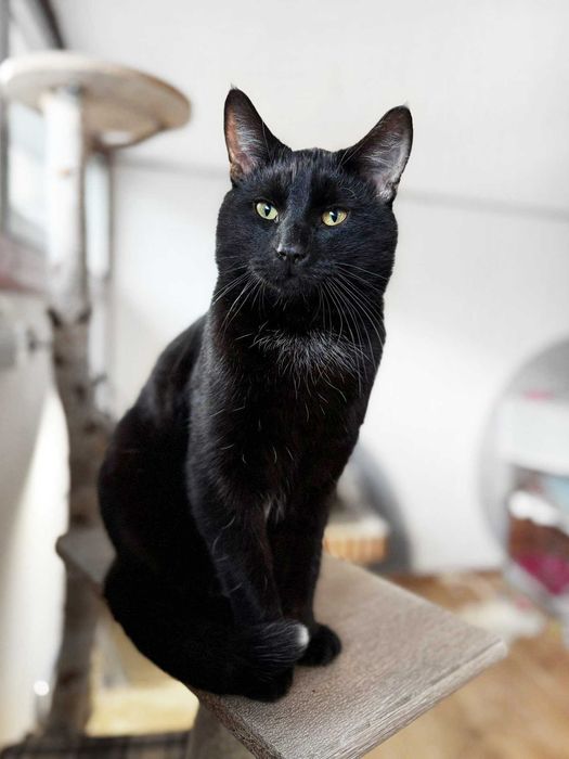 Krystek, puchaty, czarny kocurek