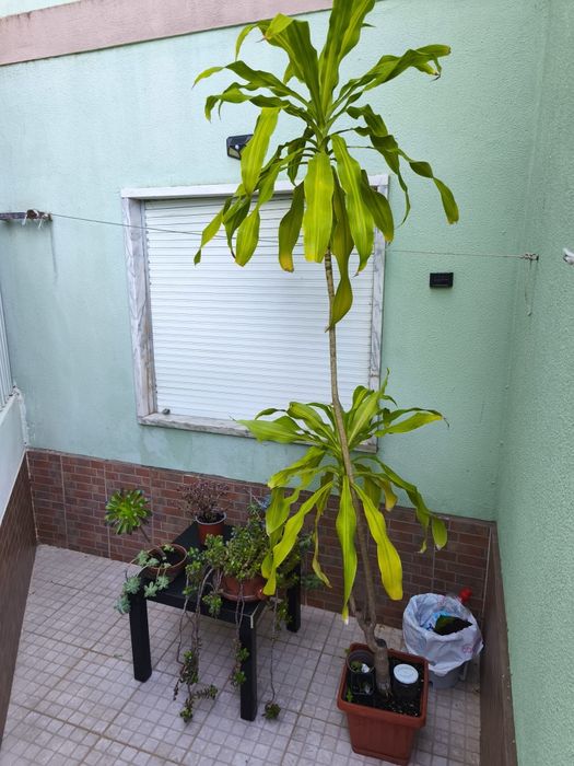 Apartamento T3 para venda Samora Correia