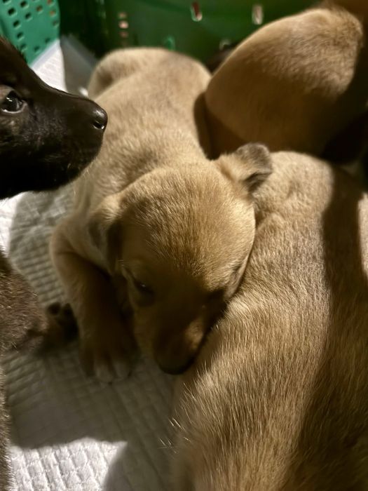 Cãezinhos bebés para adoção responsável