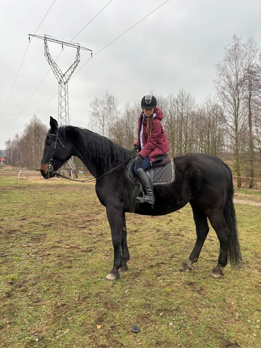 Klacz sp 12lat 182cm