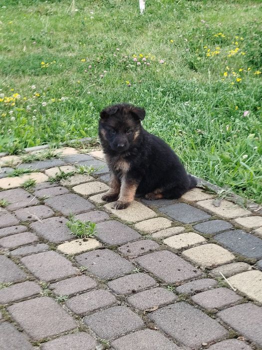 Продам цуценят Німецької вівчарки