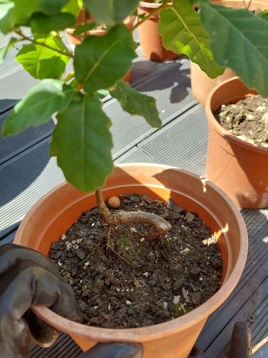Carvalho Cerquinho Português (p/ Plantar ou Bonsai)