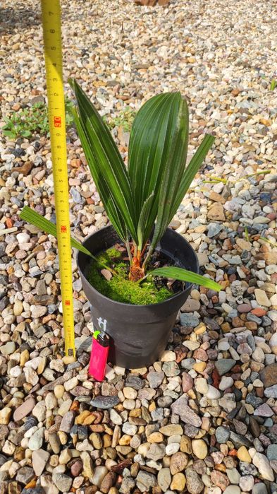 Rhapidophyllum Hystrix Palma Igłowa 1szt. + Trachycarpus Tesan 1 szt.