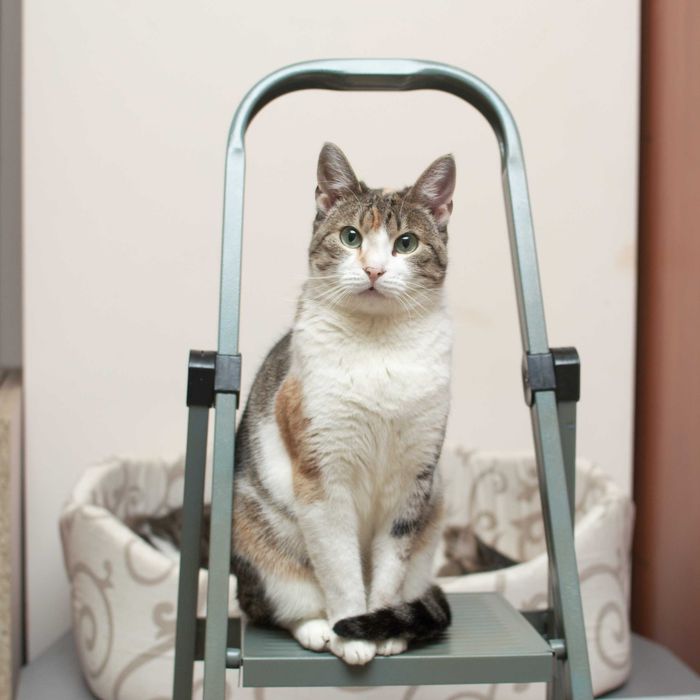 Кошечка Алиса очень хочет домой