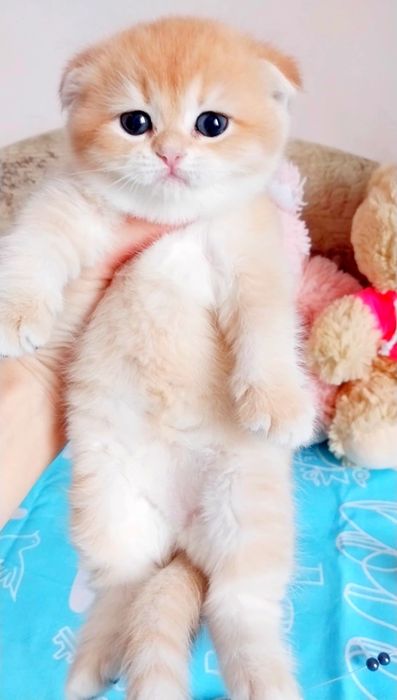 Надзвичайна красунечка шотландська шиншила