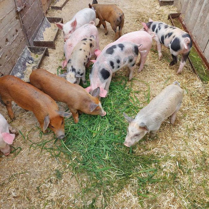 поросята всі питання за телефоном