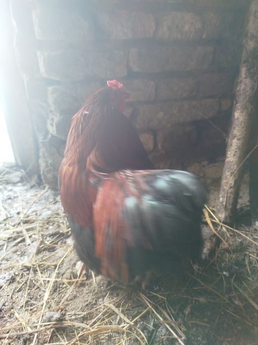 Кури карликовий кокенхін