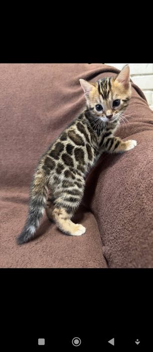 Кошенятко Бенгала
