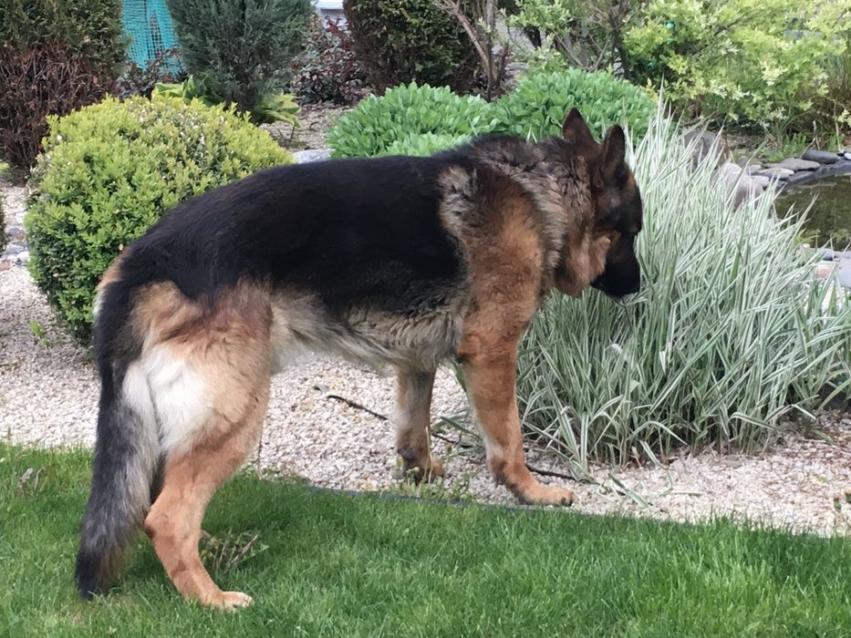 Кобель немецкой овчарки для вязки вязка собак Днепр: 1 000 грн. - В ...