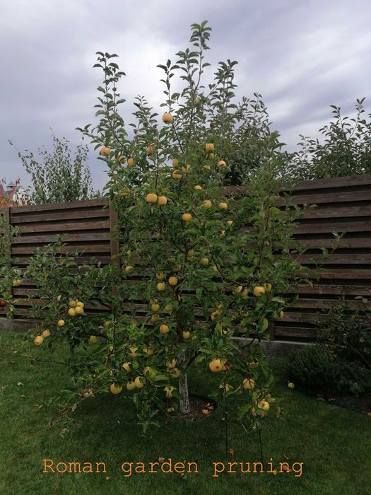 Обрізка плодового саду/Обрезка плодового сада
