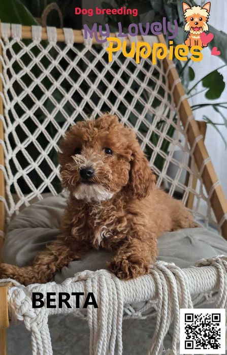Cavapoo dziewczynka Berta