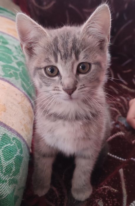 Котята, кошенята 3,5  місяці