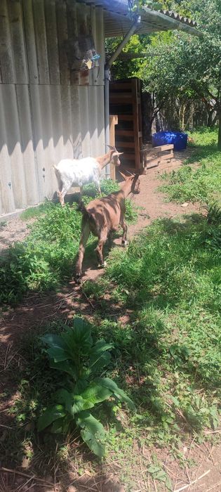 Vendo excelentes cabras