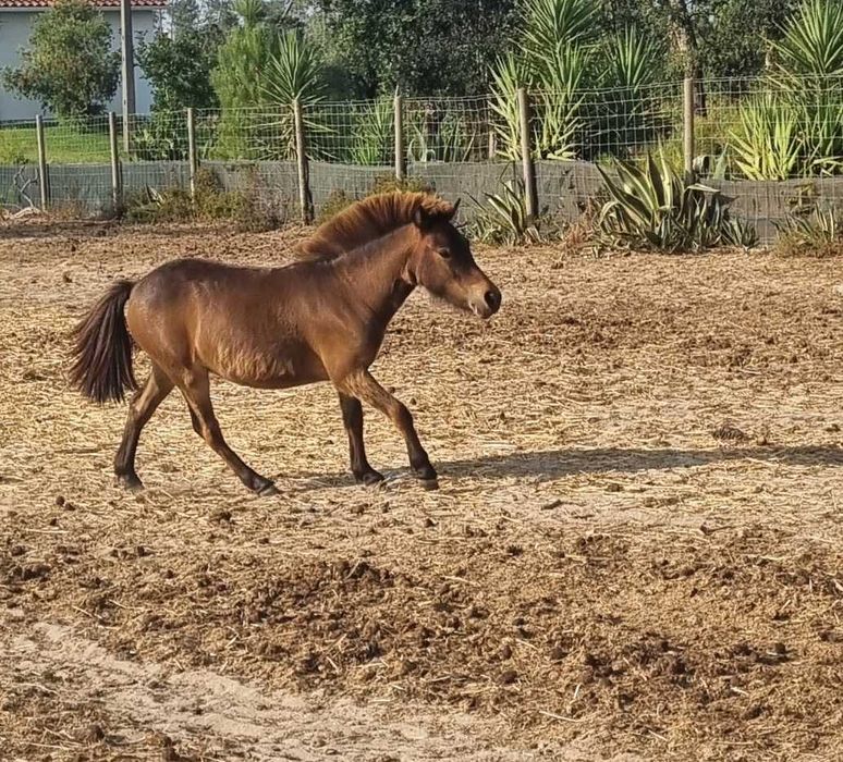 Ponei shetland femea