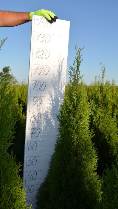 Туї Смарагд! Різного розміру від 0.30 см до 2.00м