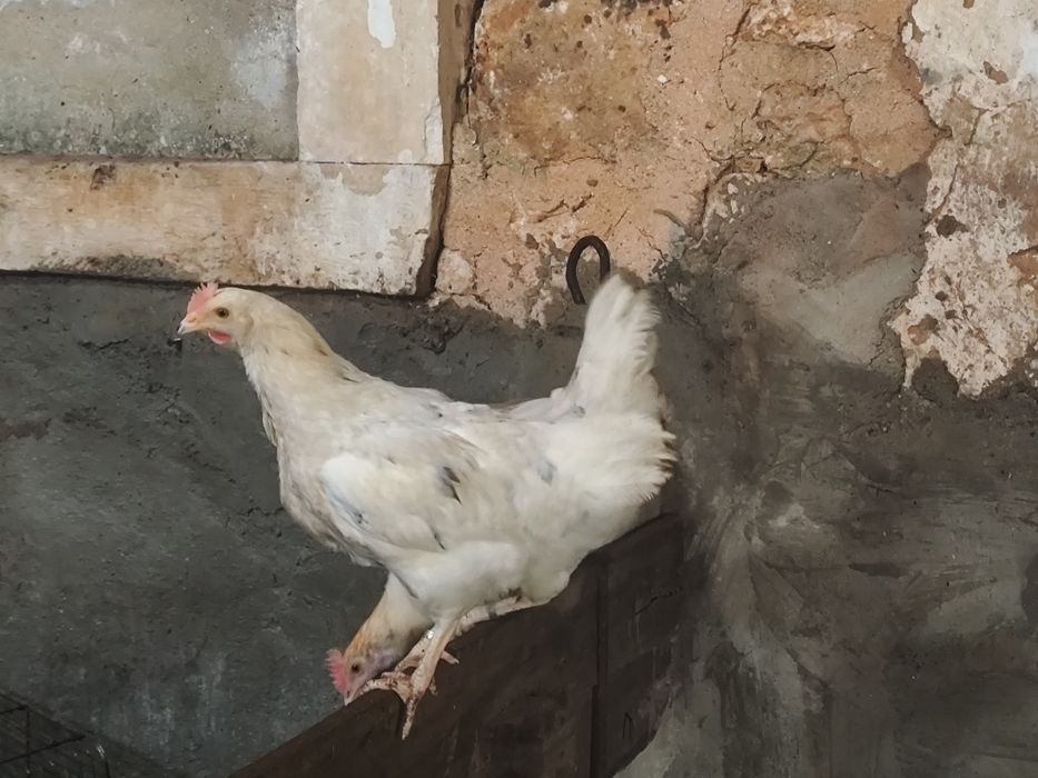 Frangos galos pintos