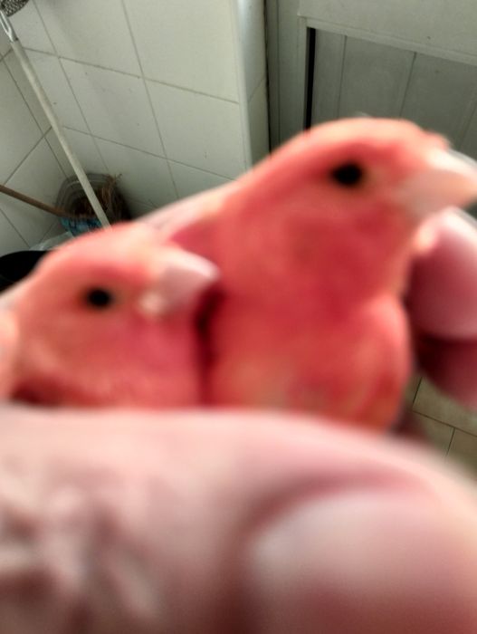 Canários amarelos, vermelhos e agatas