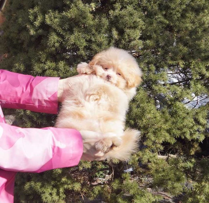 Нереально плюшевый мальчишка pom*a*poo в карамельном окрасе