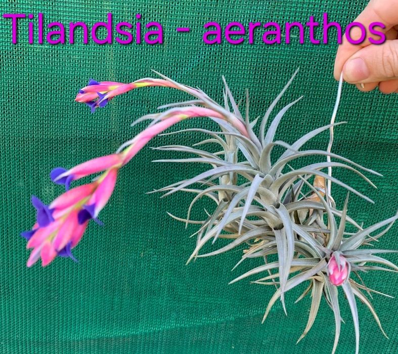 Planta do Ar - Tillandsias