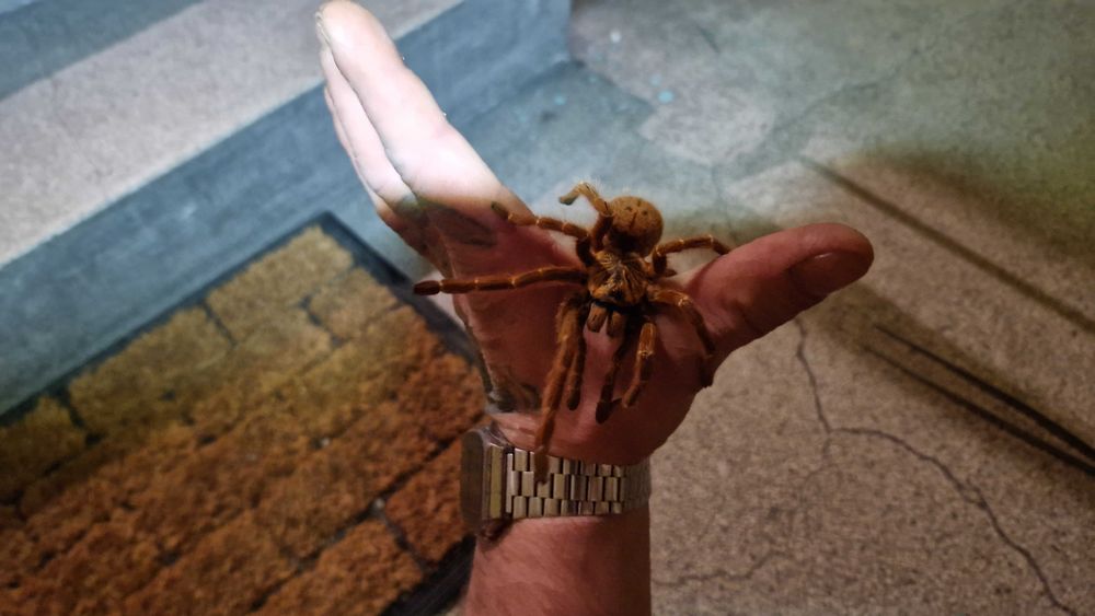 Pterinochilus murinus usambara SAMICA