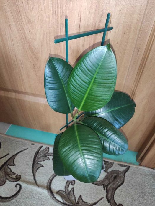 Фикус кустовой  молодое растение