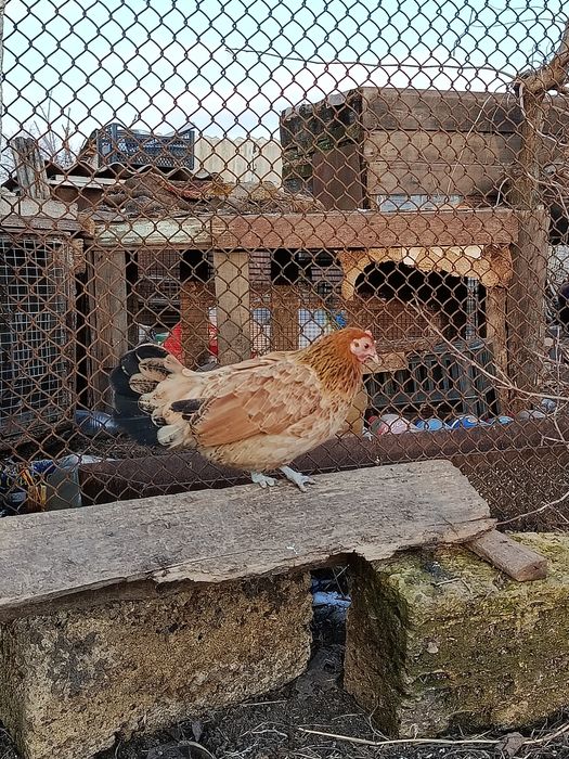 Лилипуты голошейные и обычные  инкубационное яйцо